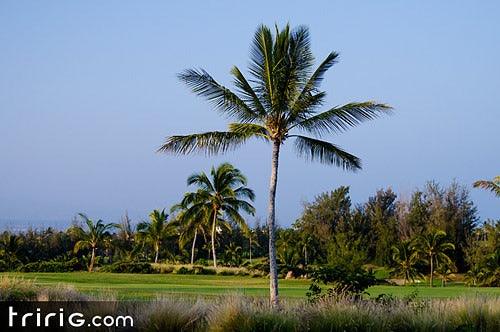 Ironman Hawaii Coverage