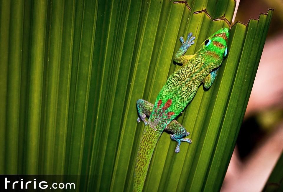 Kona 2013: the Flora and Fauna